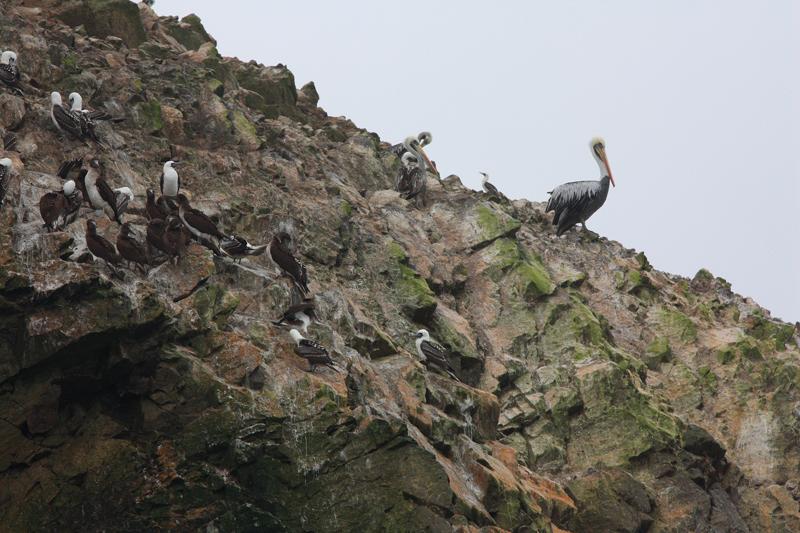 1155-Isole Ballestas,19 luglio 2013.JPG